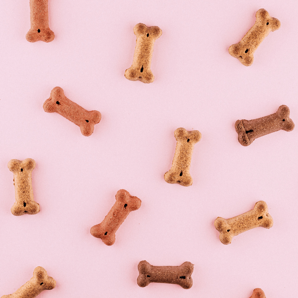 dog treat canister