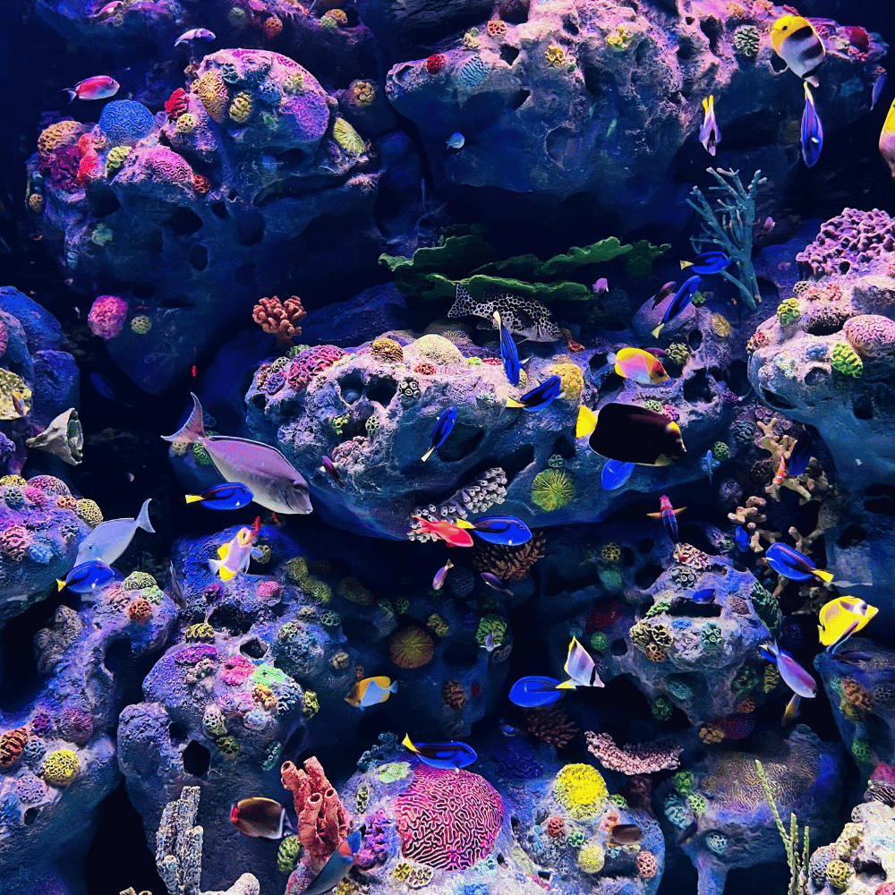 sunsun canister filter